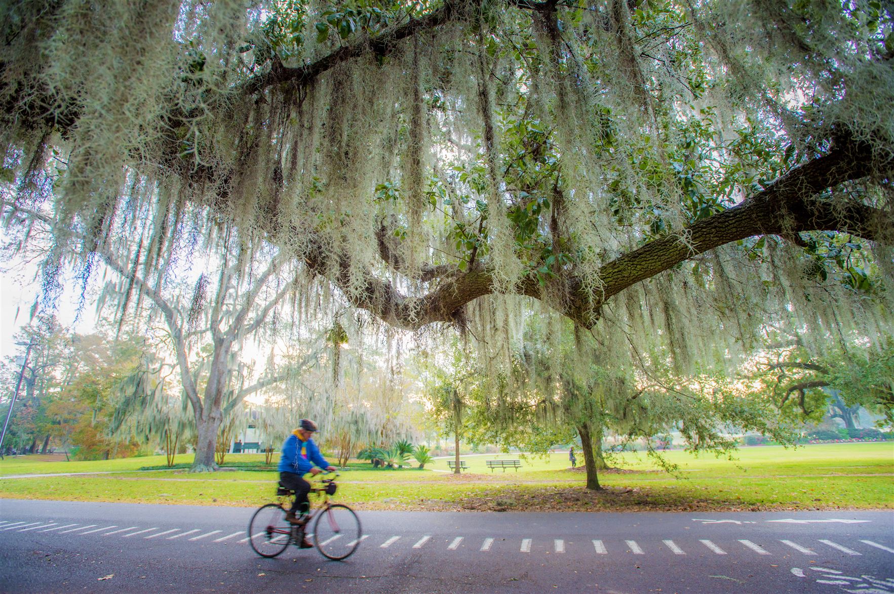 New Orleans' Audubon Park - A bike rider