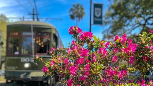 Streetcar, Tulane banner and azalea bushes